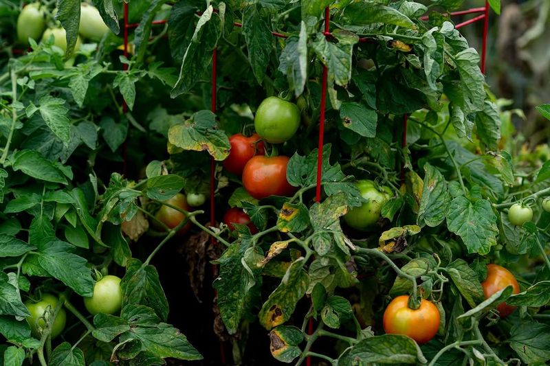 Lush Leaves But Few Tomatoes Lush Leaves But Few Tomatoes