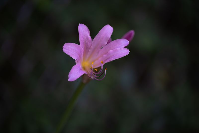 Lycoris Squamigera (Surprise Lily) Lycoris Squamigera (Surprise Lily)