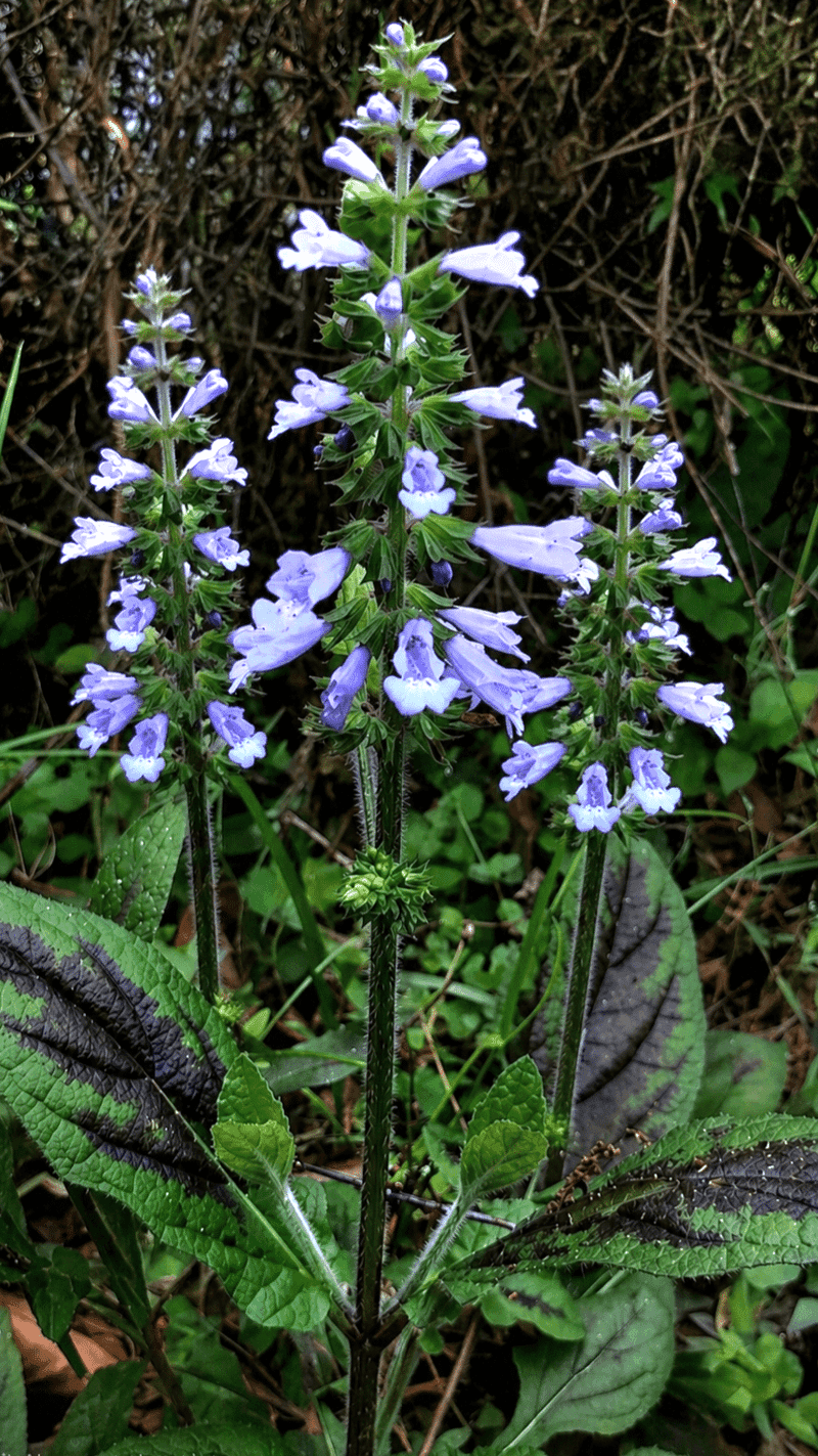 Lyreleaf Sage Softens Lightly Shaded Lawn Gaps Lyreleaf Sage Softens Lightly Shaded Lawn Gaps