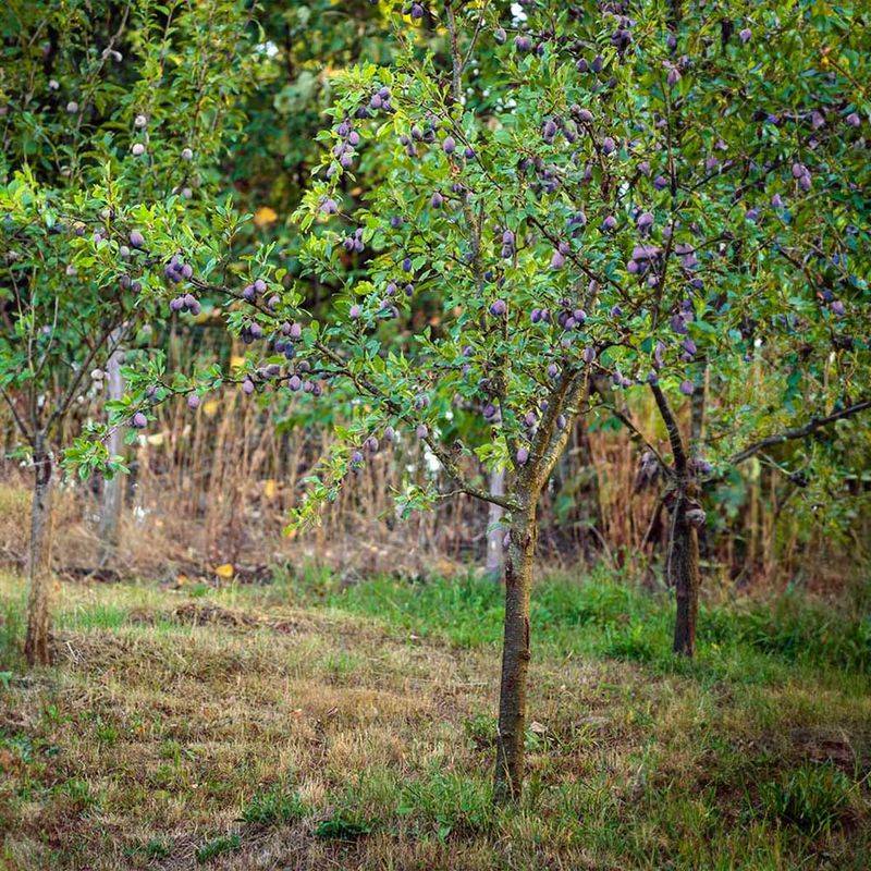 Maintain Appropriate Soil Moisture During Fruit Development