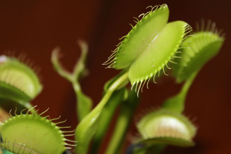 Maintain High Humidity Around The Plant