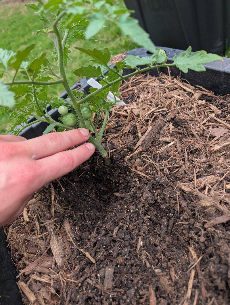 Maintain Mulch To Moderate Moisture Swings