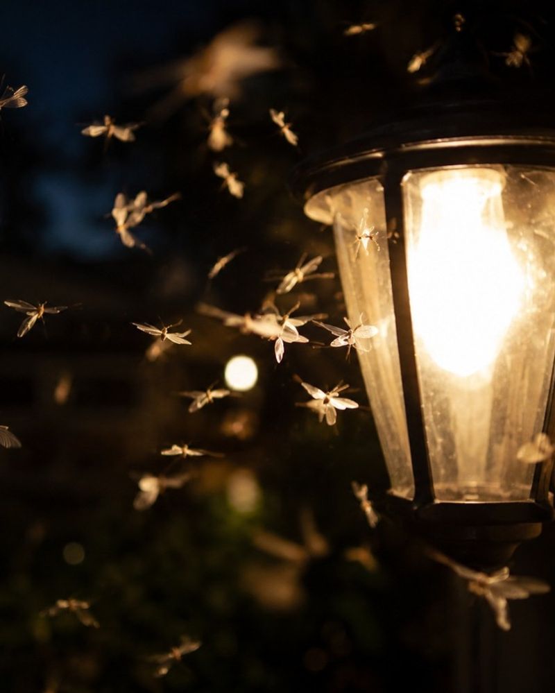 Maintain One Modest Porch-Light Hunting Area