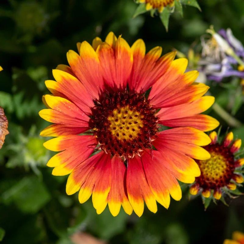 Make Blanket Flower One Part of Pollinator Habitat