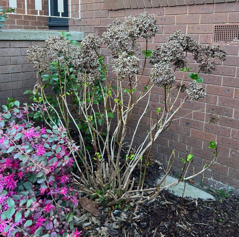 Make Sure The Shrub Has Finished Flowering Make Sure The Shrub Has Finished Flowering