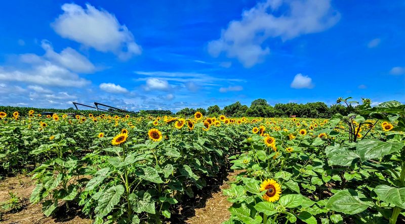 Make The Most Of Seven Acres Of Summer Color
