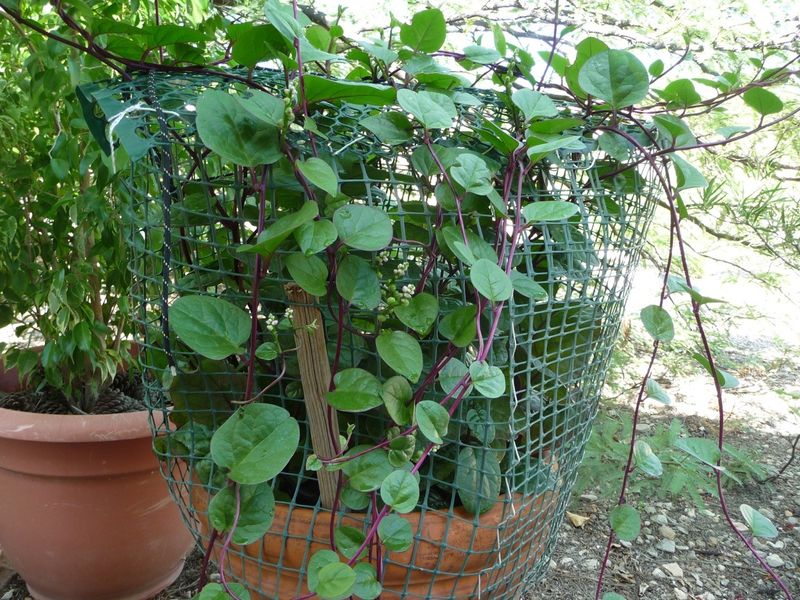 Malabar Spinach Replaces Heat Sensitive Greens