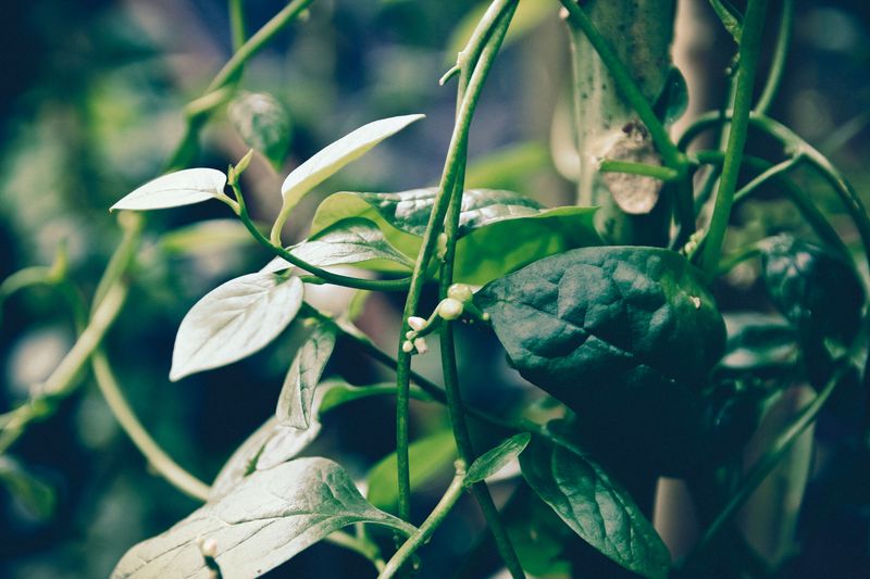 Malabar Spinach