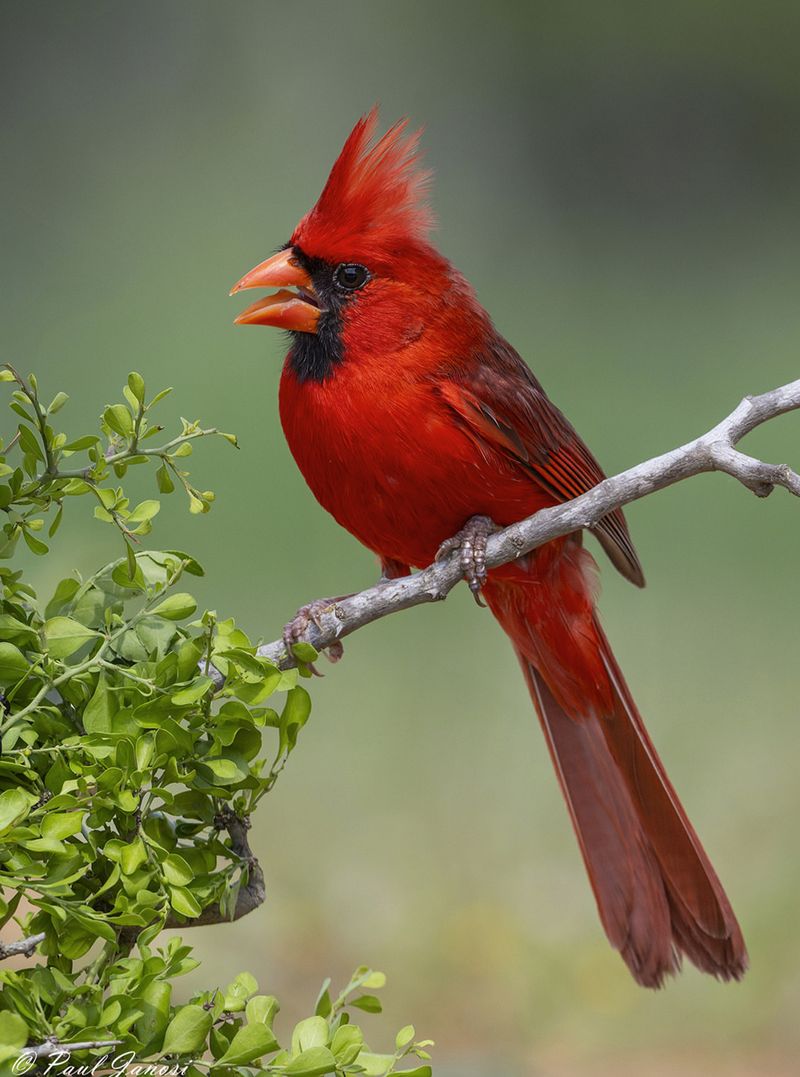 Male And Female Cardinal Songs Compared