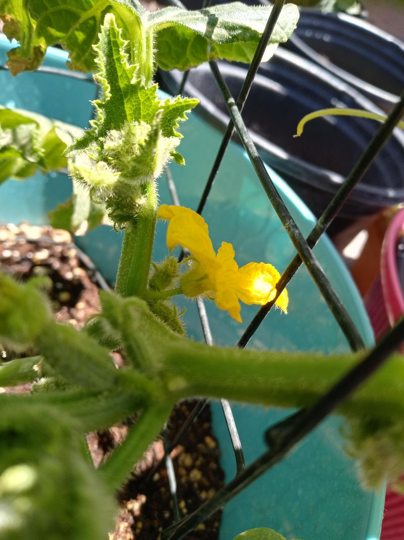 Male Flowers Usually Show Up First Male Flowers Usually Show Up First