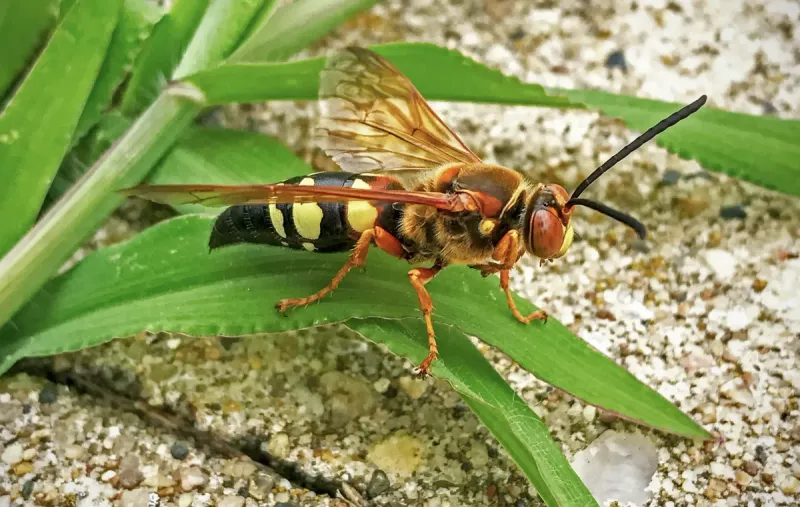 Males Act Tough But Cannot Sting