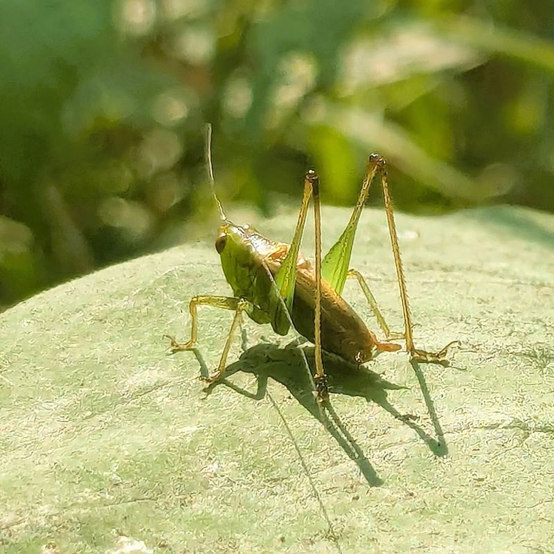Males Are Calling To Attract Mates Males Are Calling To Attract Mates