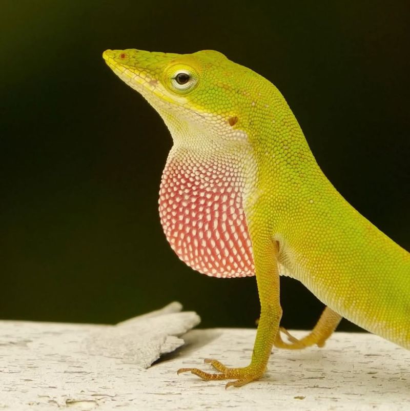Males May Be Defending Territory With Dewlap Displays Males May Be Defending Territory With Dewlap Displays