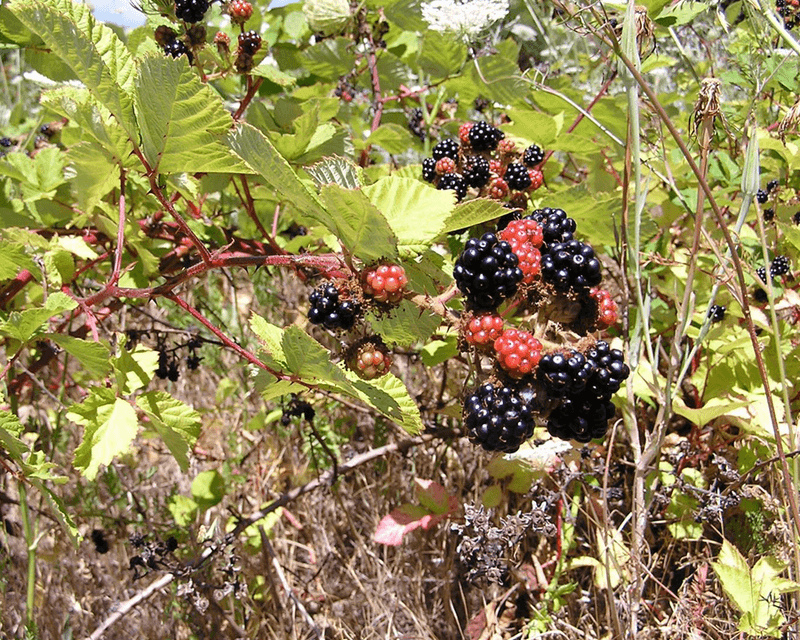 Mammals Carry Seeds Beyond The Yard