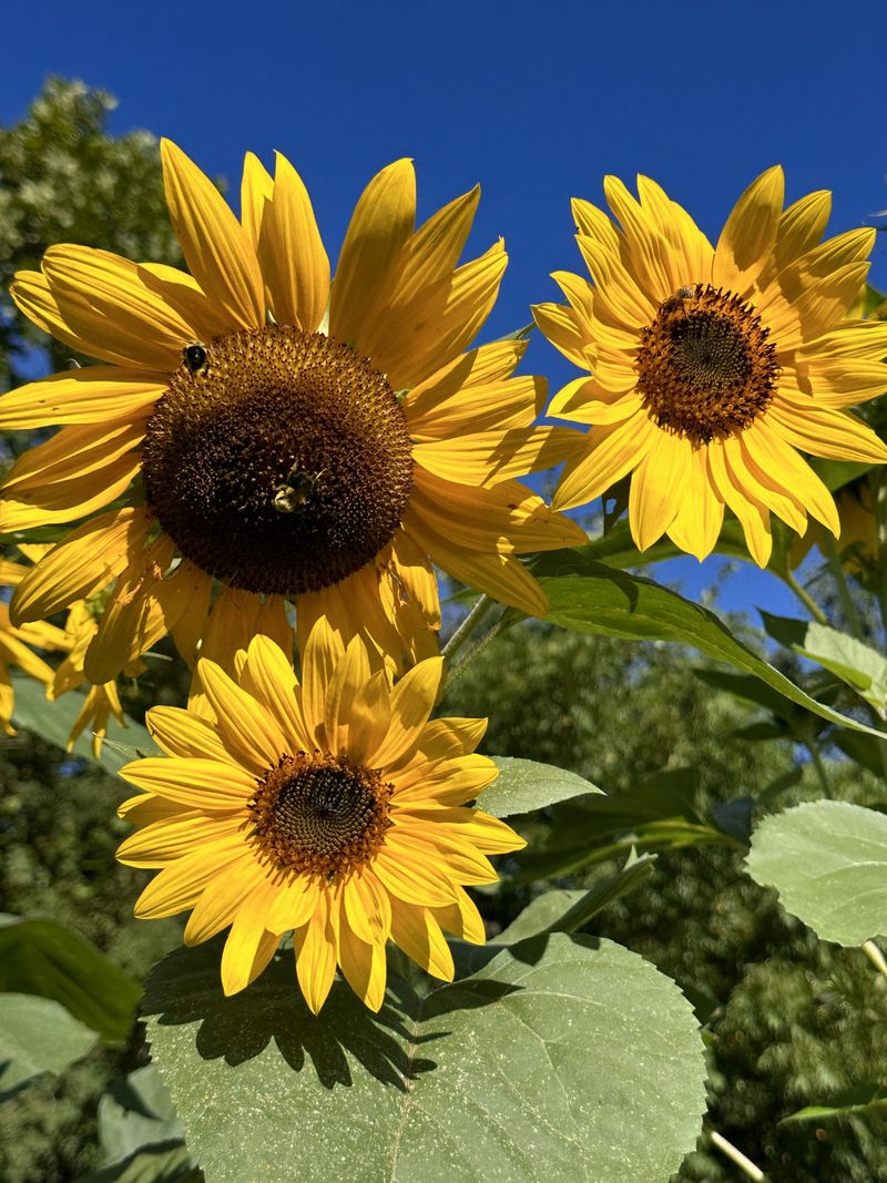 'Mammoth Russian' Sunflower (Helianthus Annuus 'Mammoth Russian')