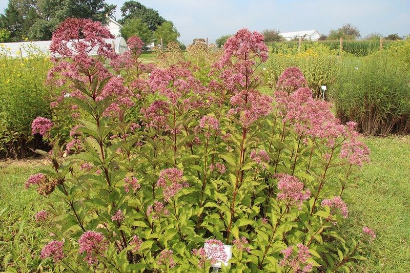 Manage Height, Cleanup, and Dry-Weather Stress Manage Height, Cleanup, and Dry-Weather Stress