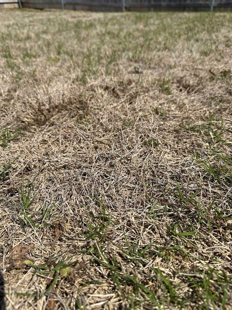 Manage Thatch With Care Manage Thatch With Care