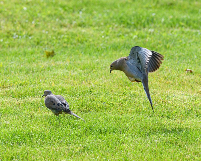 Managing Common Predators Managing Common Predators