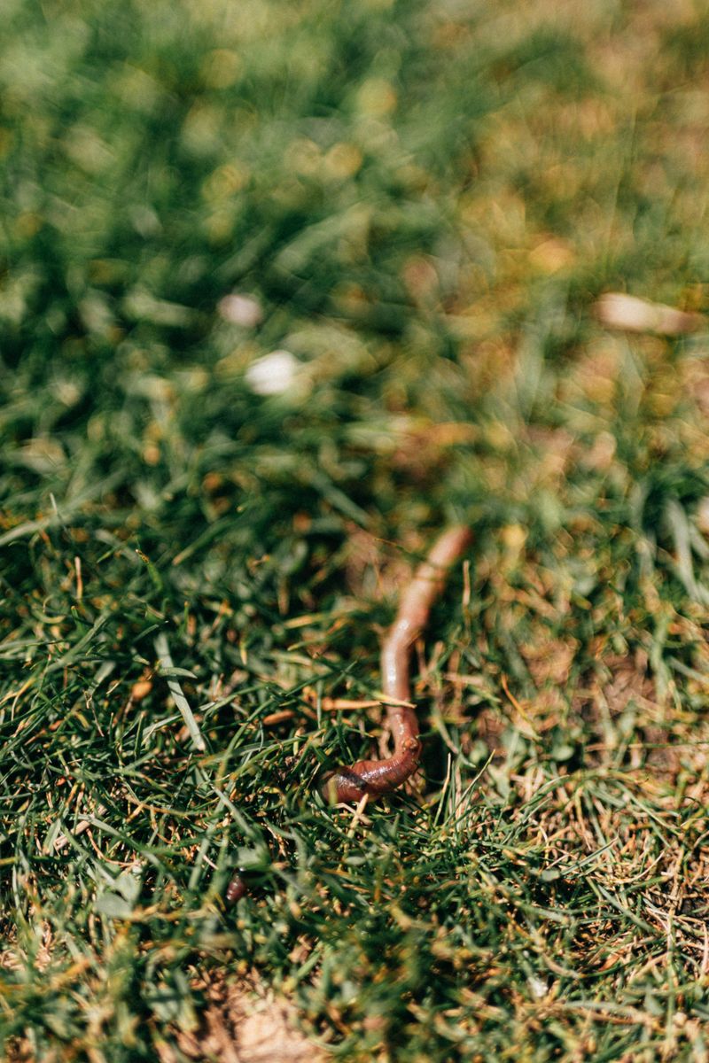 Managing Nematodes Becomes Easier Under Intense Sun-Driven Heat