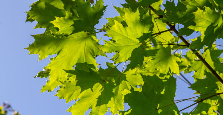 Managing Norway Maples In New Jersey Before They Take Over