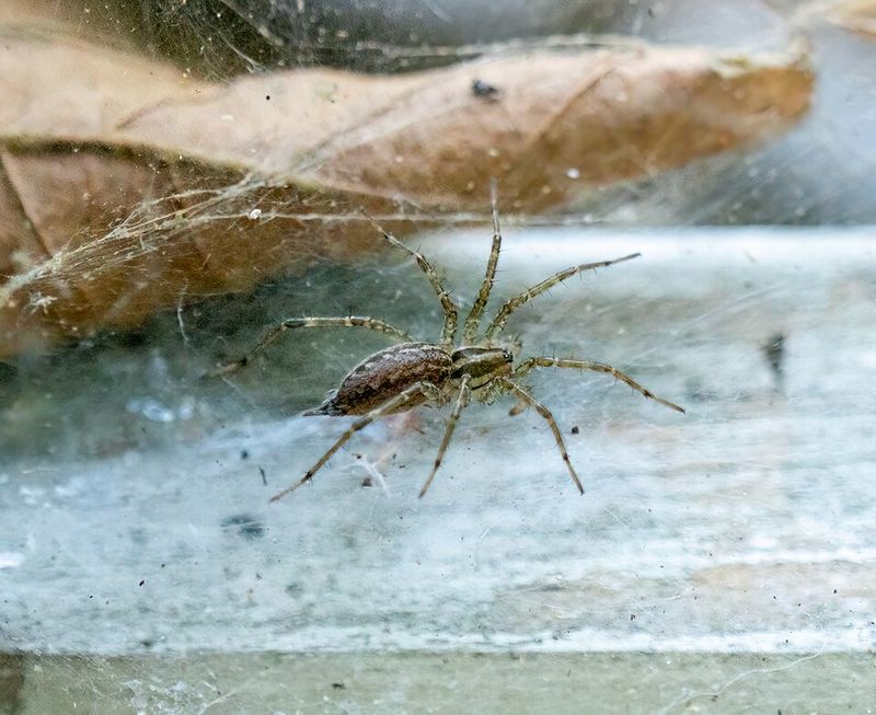 Managing Spider Populations Without Harming Your Lawn Managing Spider Populations Without Harming Your Lawn