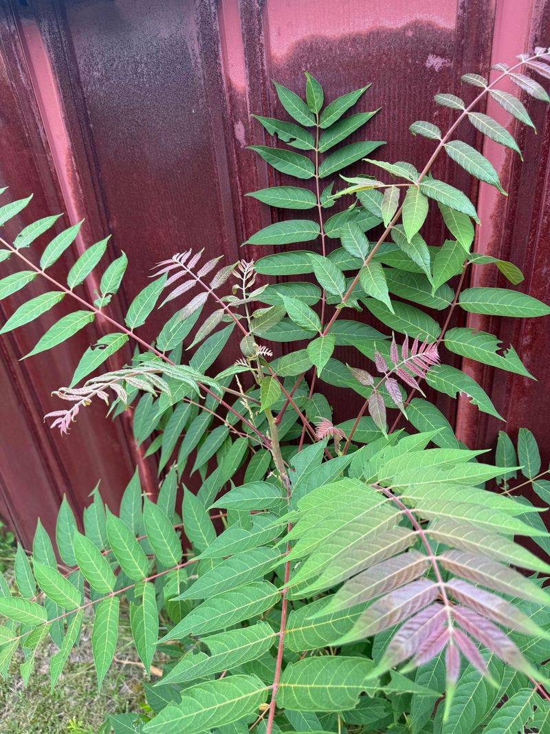 Managing Tree-Of-Heaven On Your Property