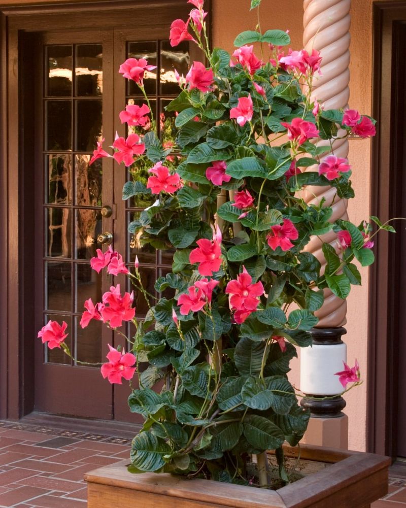 Mandevilla Mandevilla