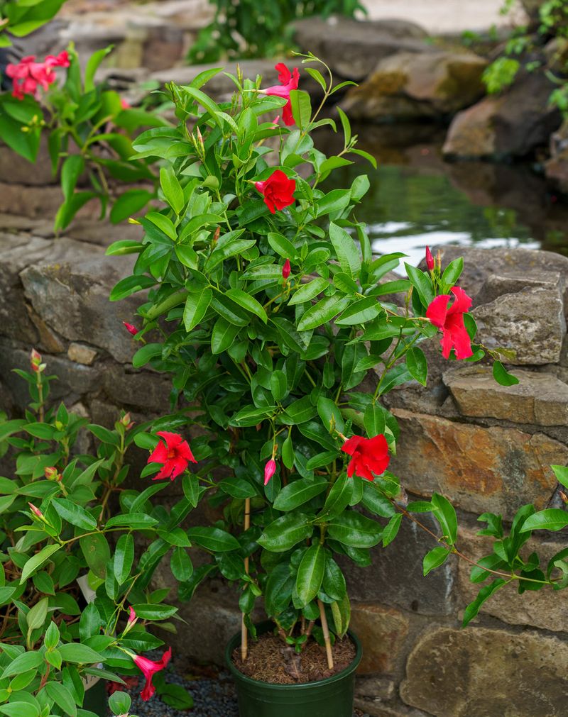 Mandevilla Mandevilla