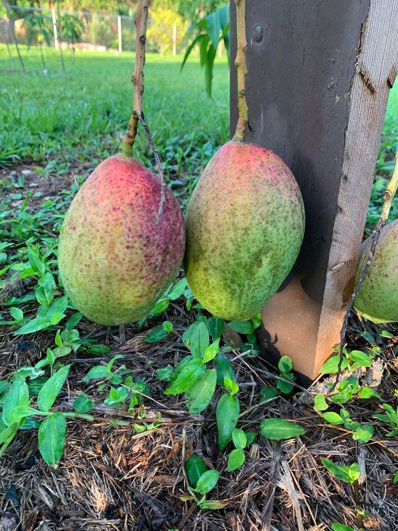 Mango Peaks In Florida Summer Mango Peaks In Florida Summer