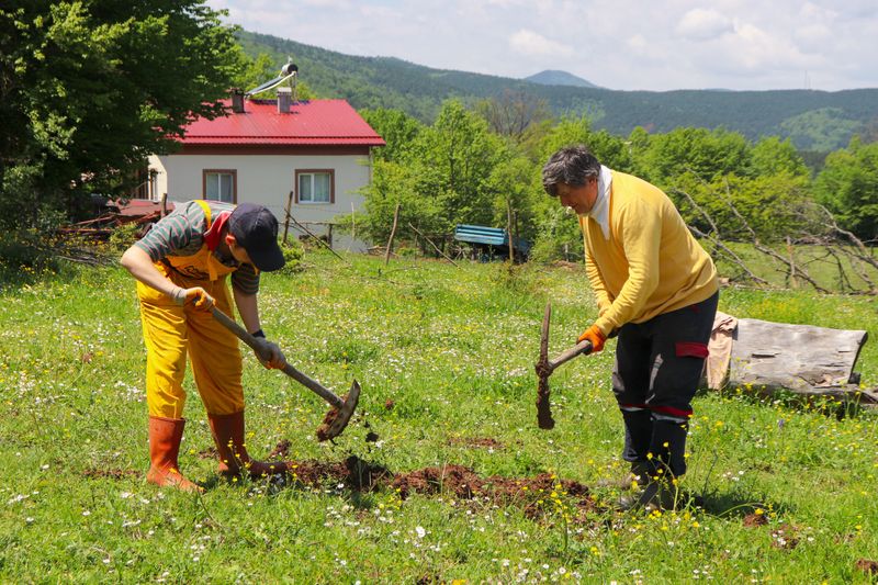Manual Digging Works For Small Stumps