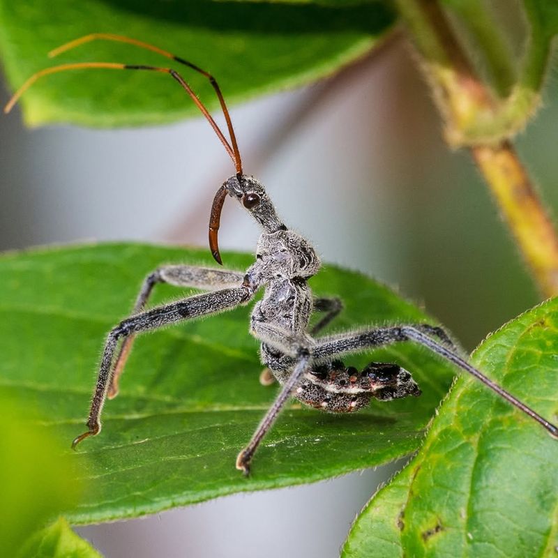 Many Common Garden Pests Are Part Of Their Diet Many Common Garden Pests Are Part Of Their Diet