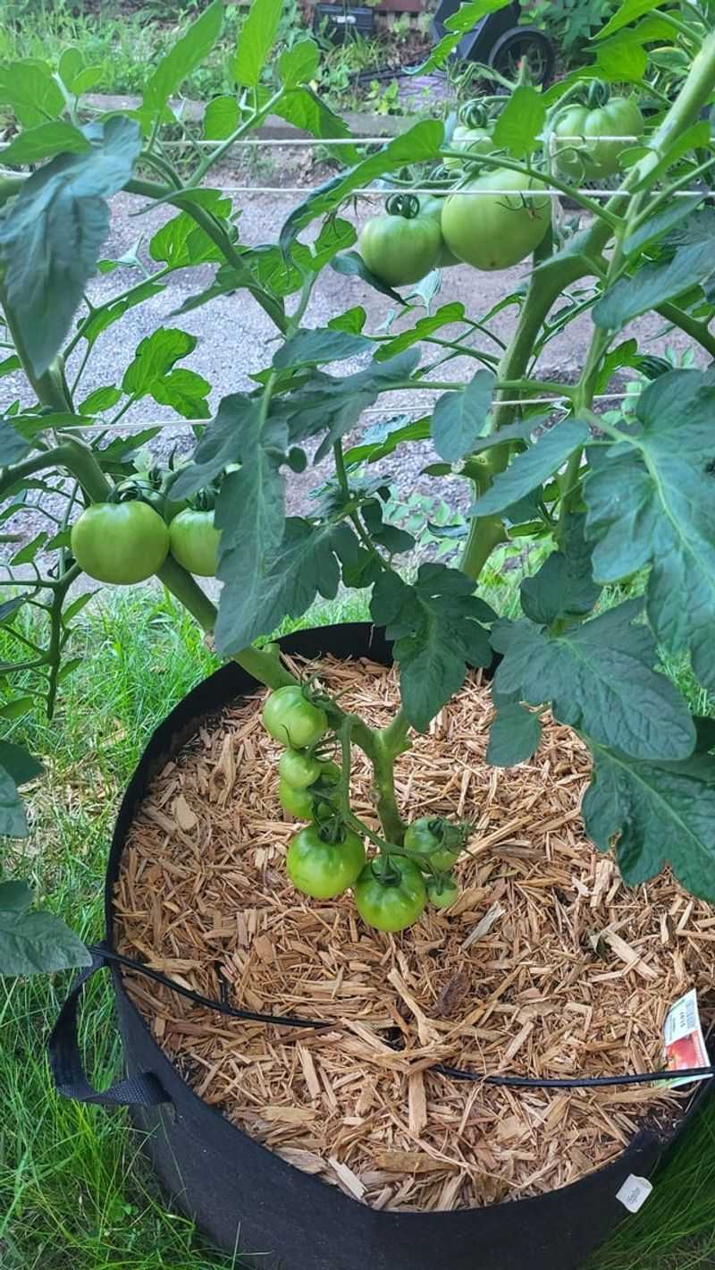 Many Common Vegetables Grow Well In Them