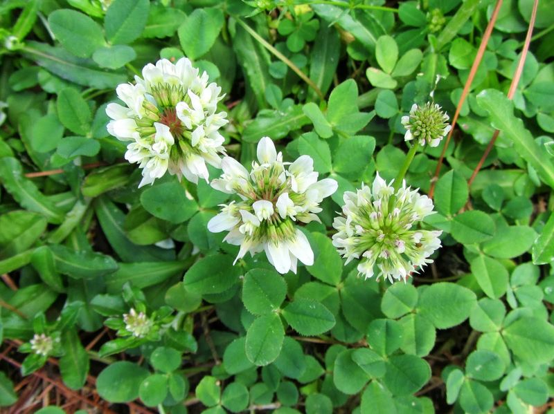 Many Homeowners Spend Less On Lawn Care