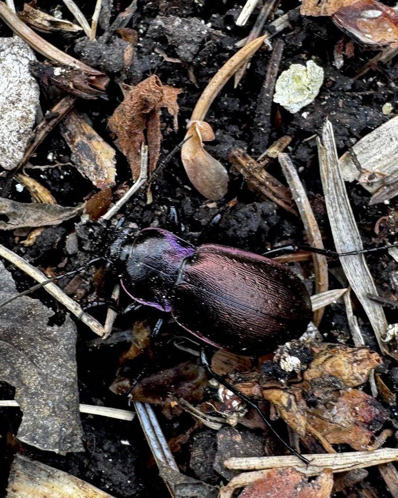 Many Species Feed On Caterpillars