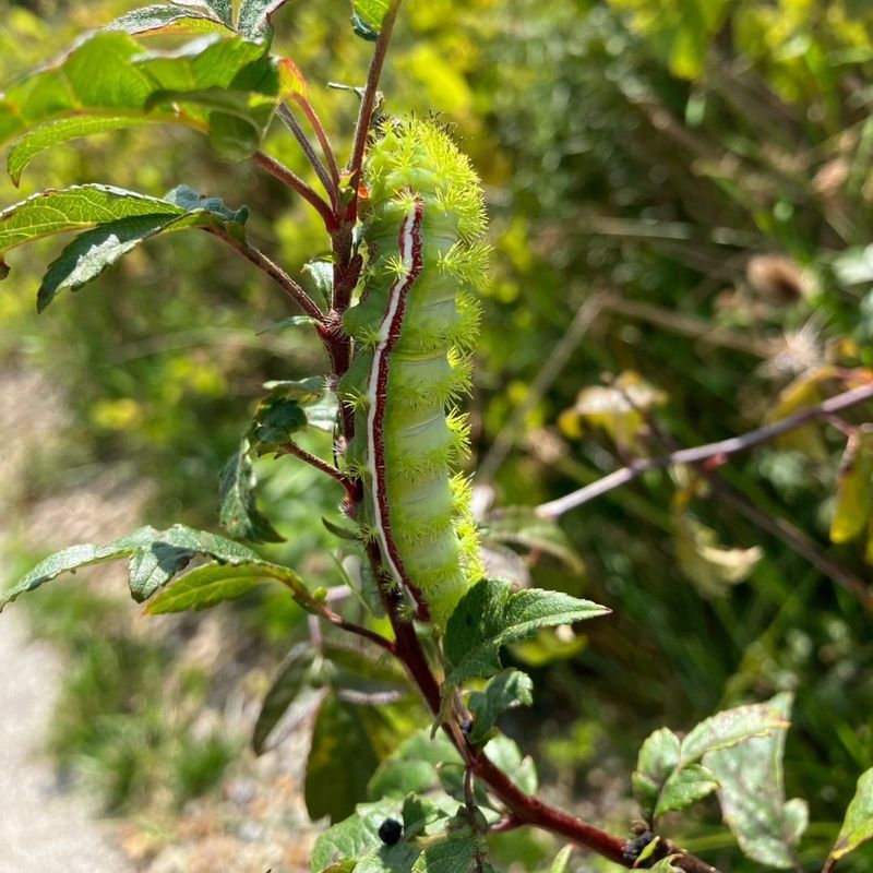 Many Trees And Shrubs Serve As Host Plants