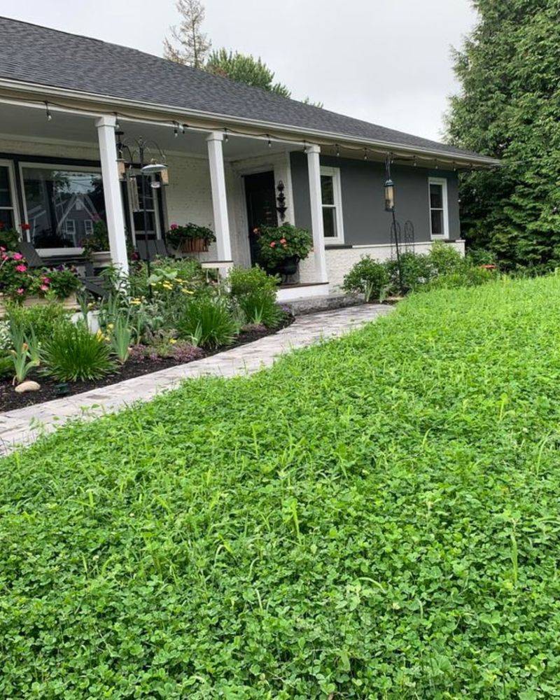 Many Varieties Need Less Mowing Than Grass
