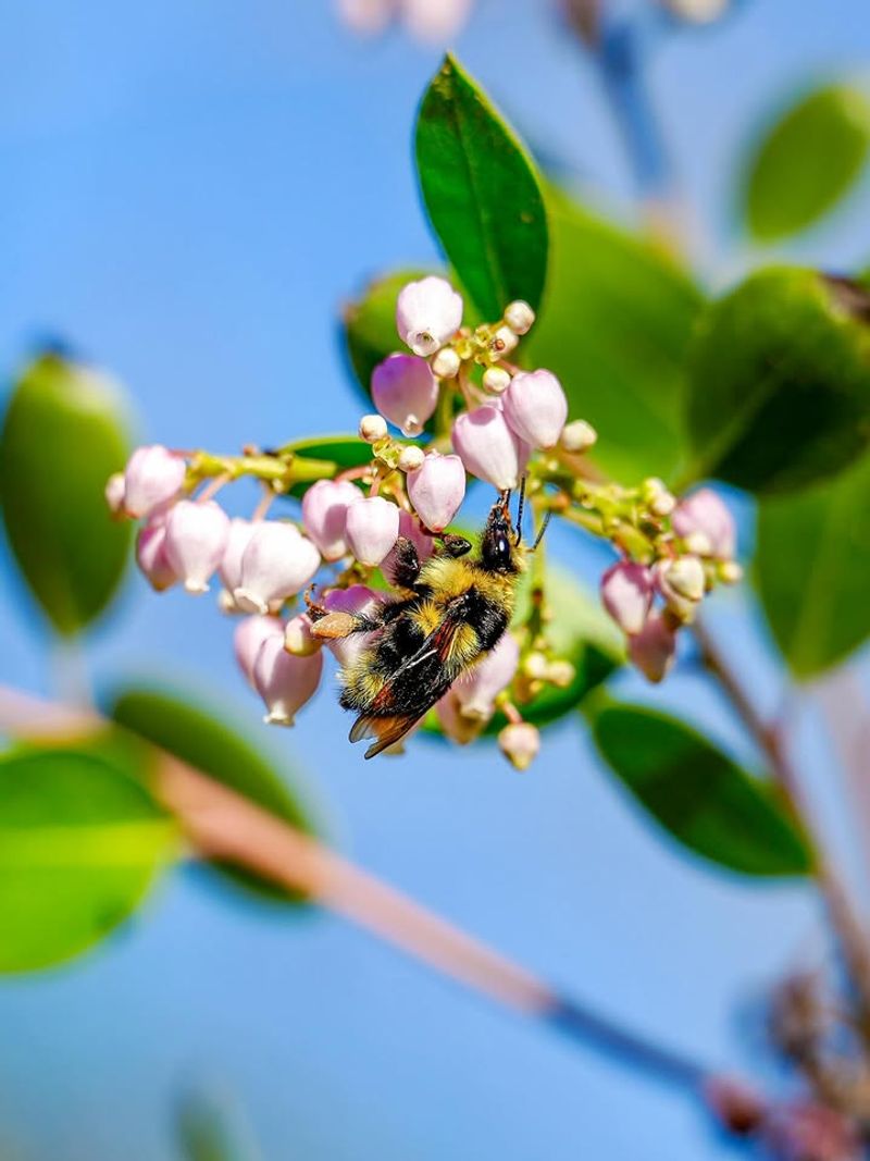 Manzanita