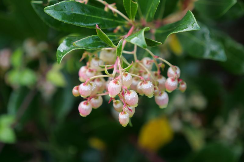 Manzanita (Arctostaphylos Spp.)