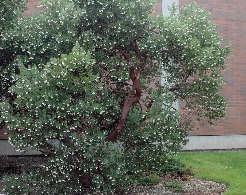 Manzanita Manzanita