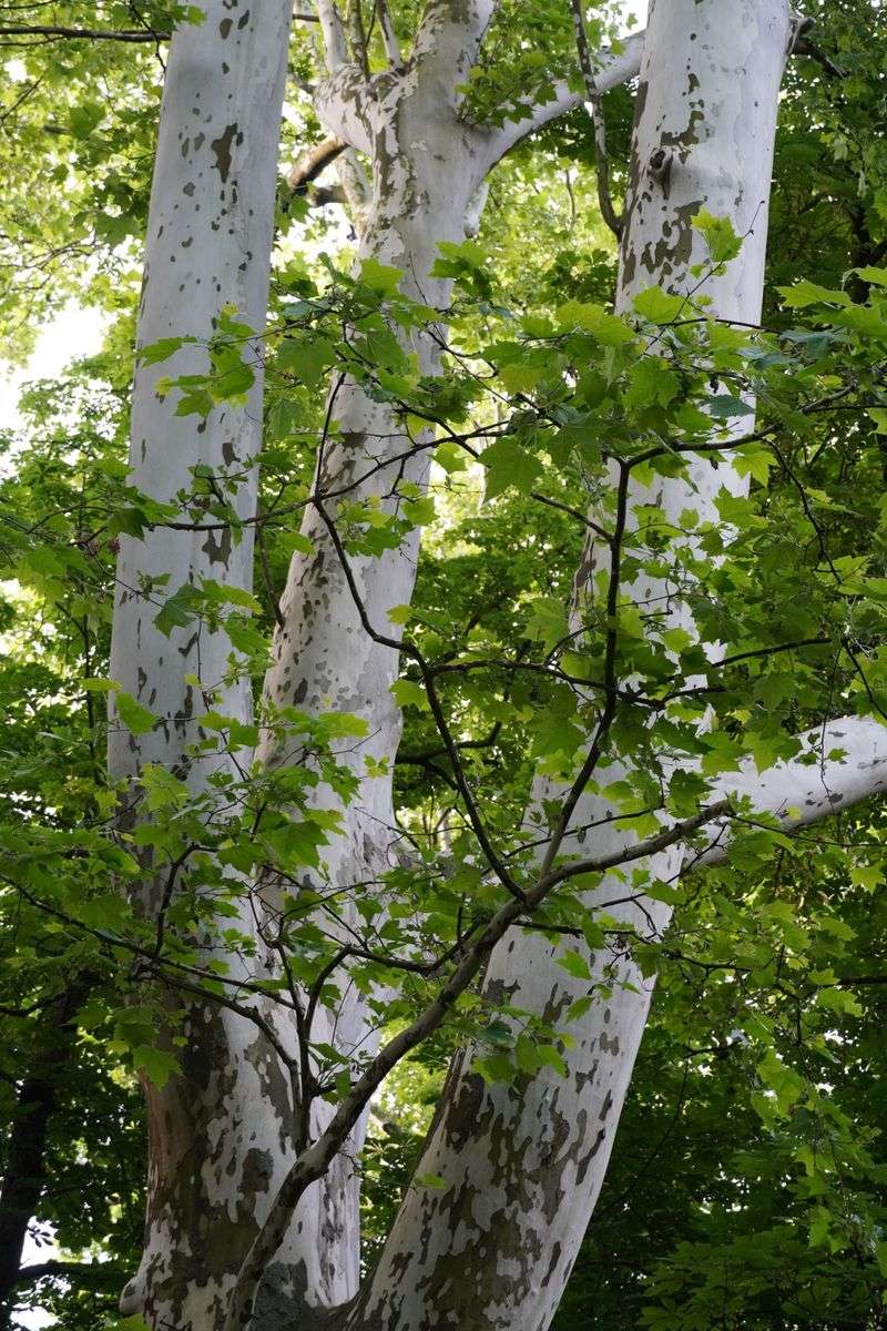 Maple