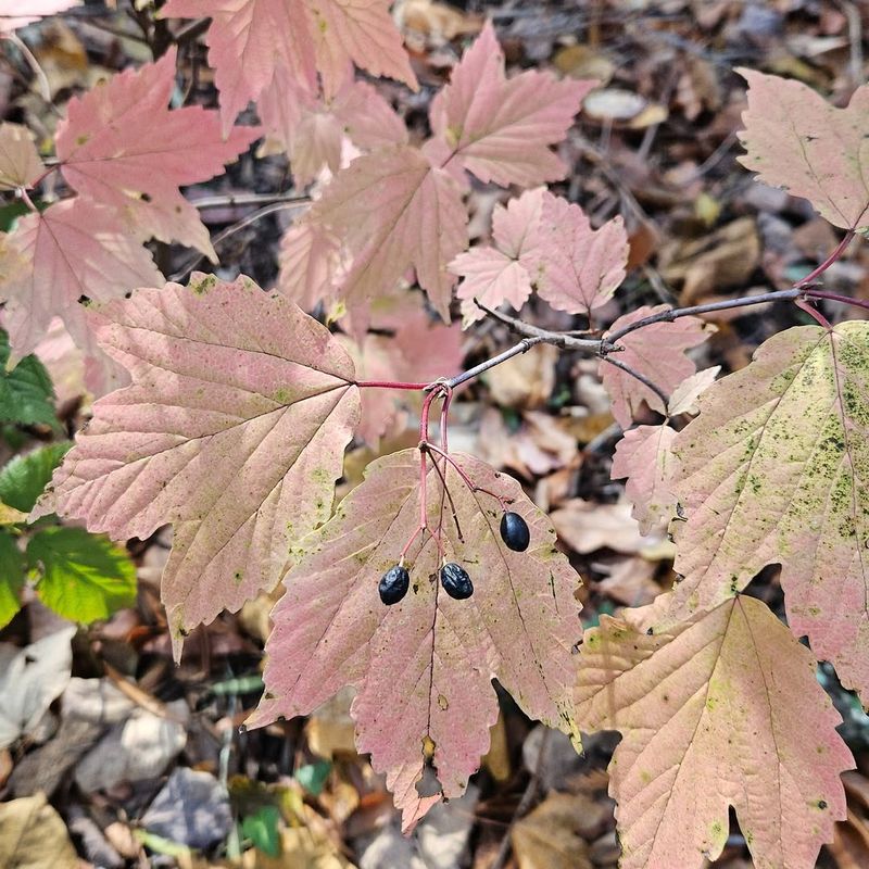 Mapleleaf Viburnum Mapleleaf Viburnum