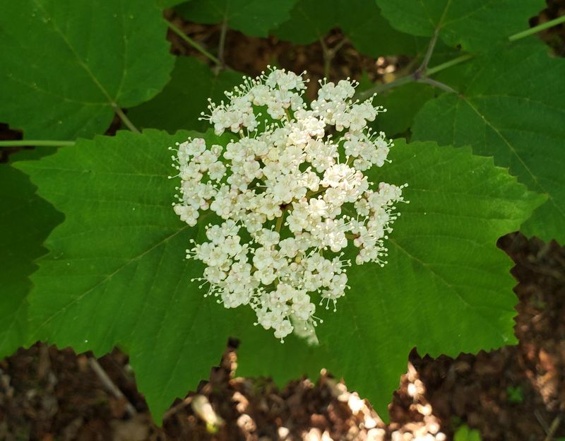 Mapleleaf Viburnum