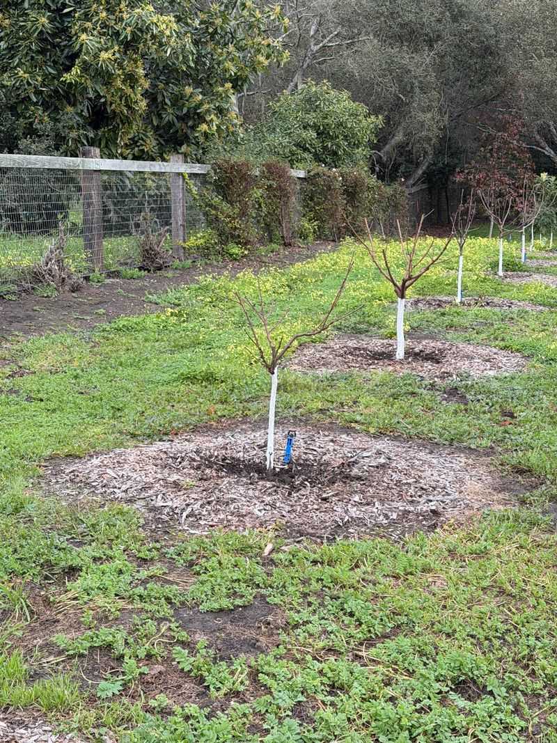 March: Plant Bare Root Trees March: Plant Bare Root Trees