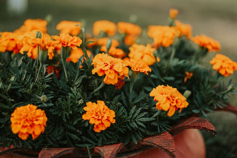 Marigold