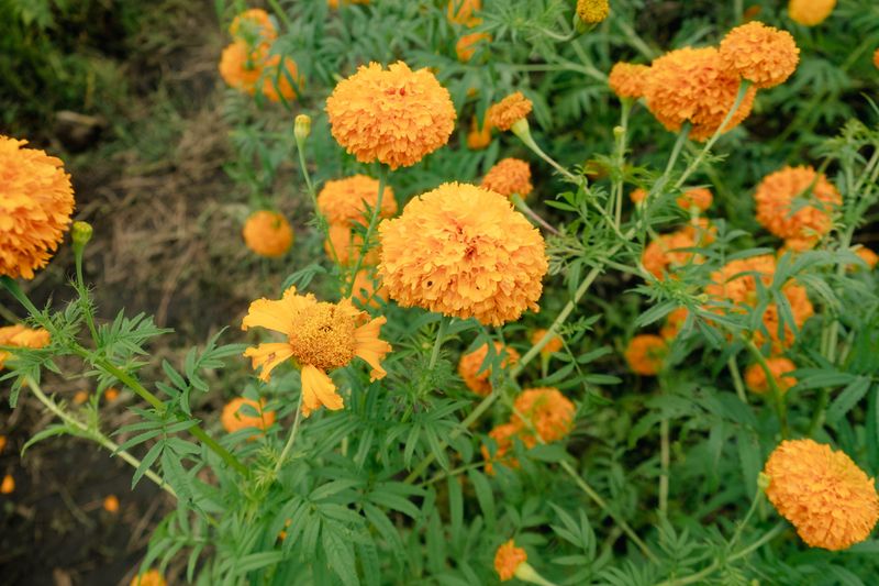 Marigold Marigold