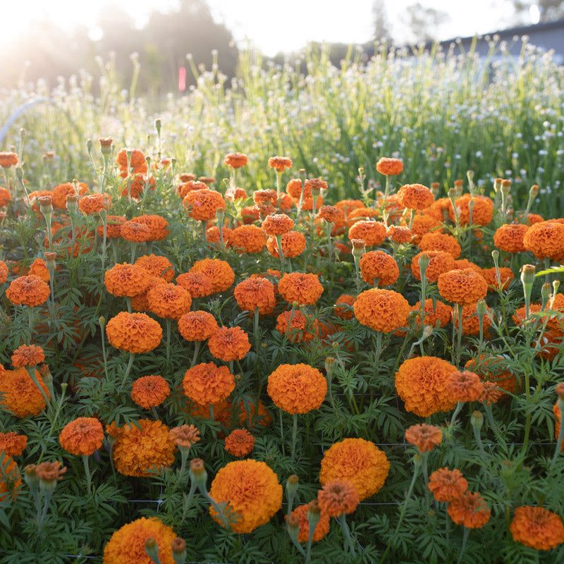 Marigolds Marigolds
