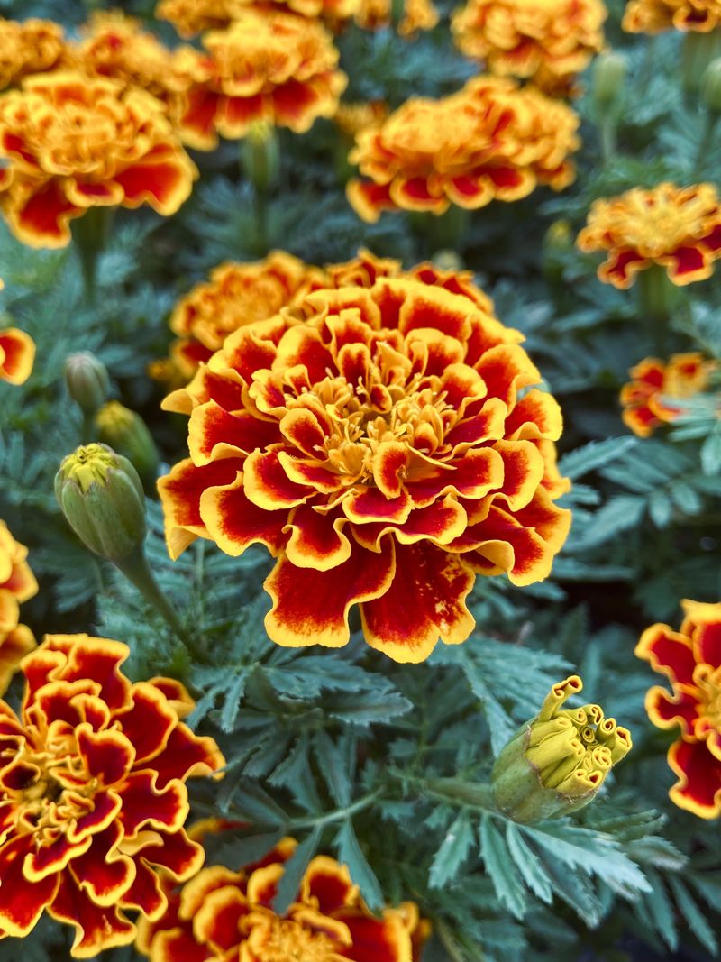 Marigolds Marigolds
