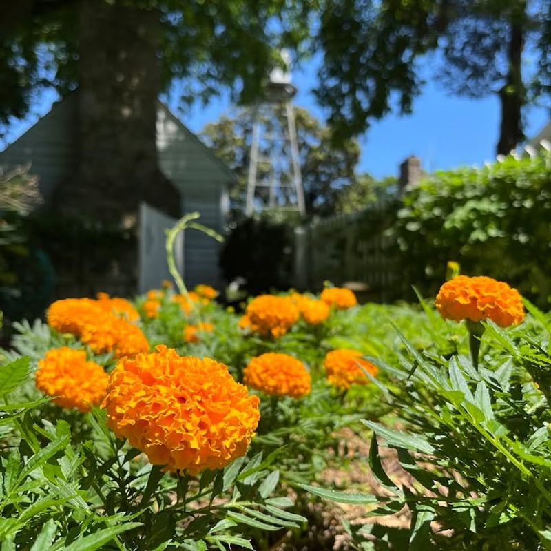 Marigolds Add Easy Color Until Frost