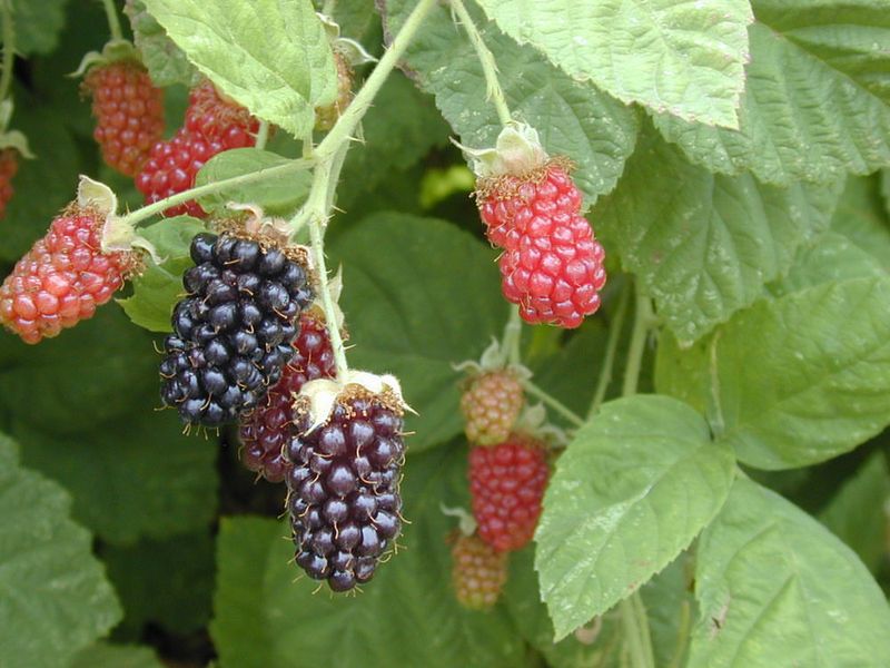 Marionberry Sets Up A Classic Oregon Crop Marionberry Sets Up A Classic Oregon Crop