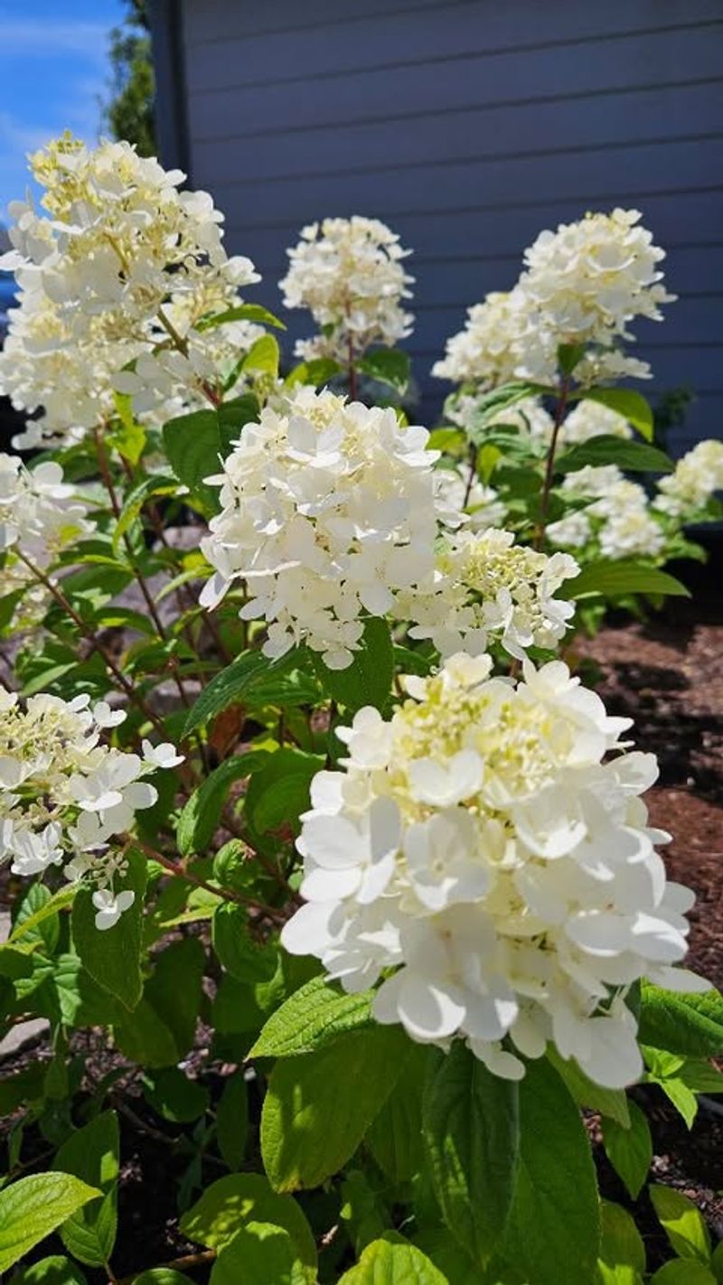Mark Panicle And Smooth Hydrangeas As Exceptions